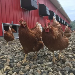 Lakeland Organic 17% Layer