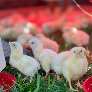 Lakeland Organic 20% Layer Chick Starter