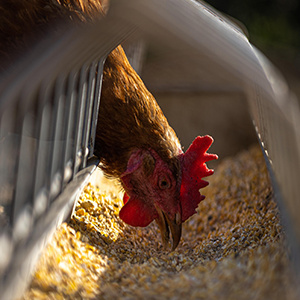 Lakeland Organic 19 % Layer