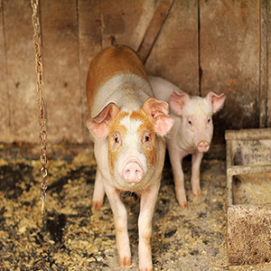 Lakeland Organic 20% Hog Starter (12-35 kgs)