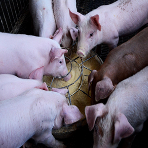 Lakeland Organic 16.4% Hog Grower (35-85 kgs)