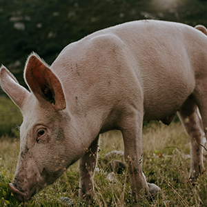 Lakeland Organic 13.7% Hog Finisher (>85 kgs)