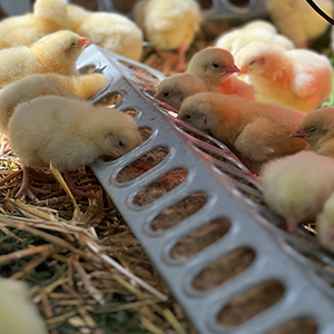 Lakeland Organic 22% Broiler Starter