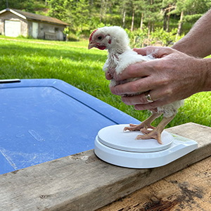 Lakeland Organic 20% Broiler Grower