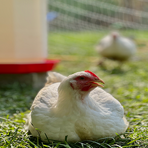 Lakeland Organic 18% Broiler Finisher