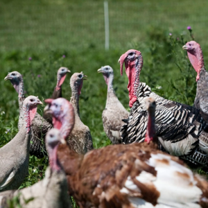 Lakeland Organic 25% Turkey Starter