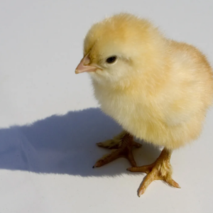 Lakeland Organic 18% Layer Chick Grower