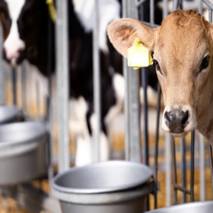 Lakeland Organic 19% Calf Starter