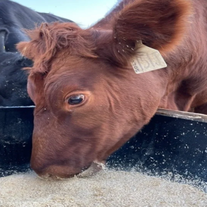 Lakeland Organic 12% Beef Finisher