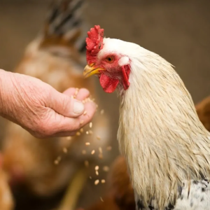 Lakeland Organic Whole Wheat